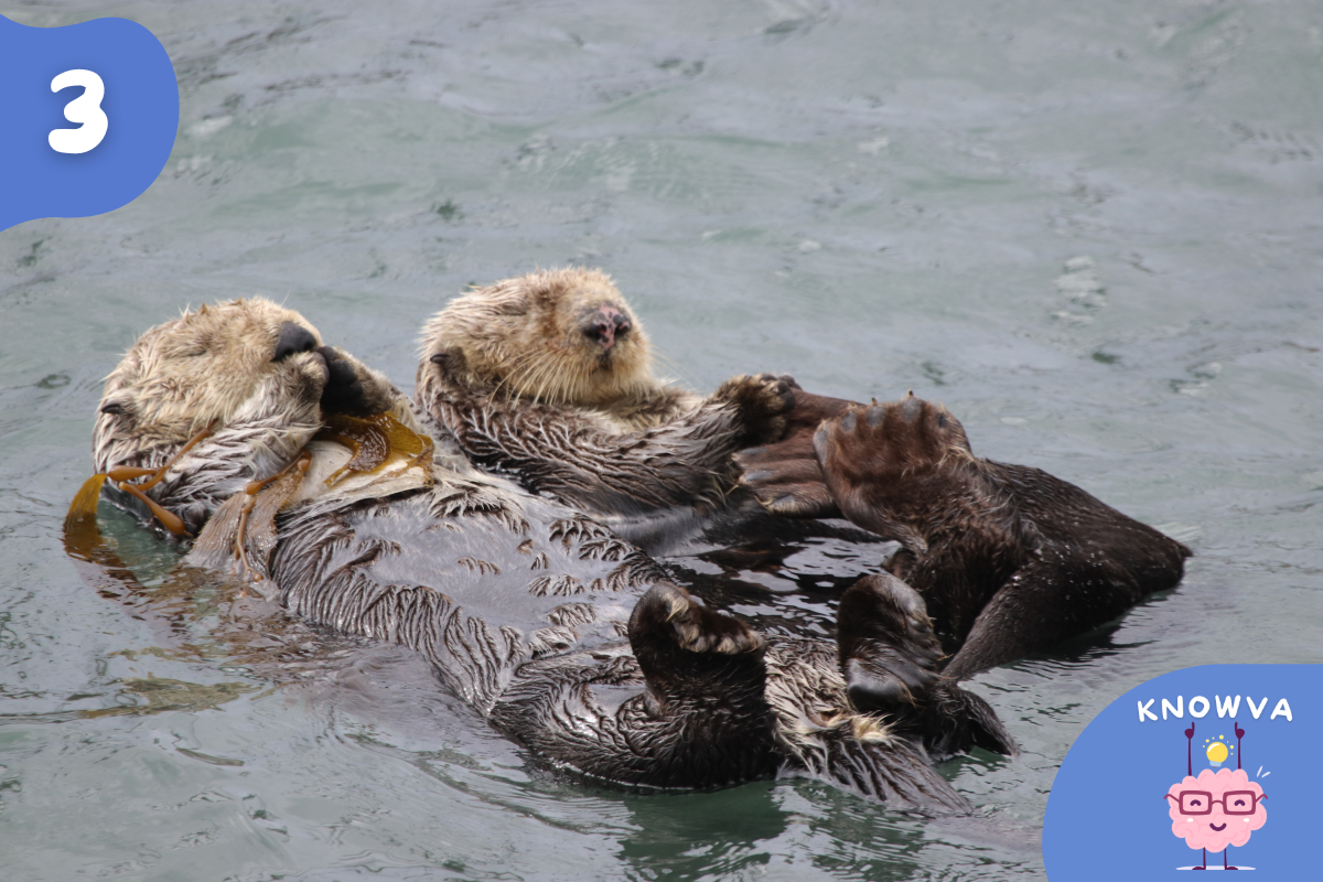 A close up image of two sea otters floating nearby to each other.