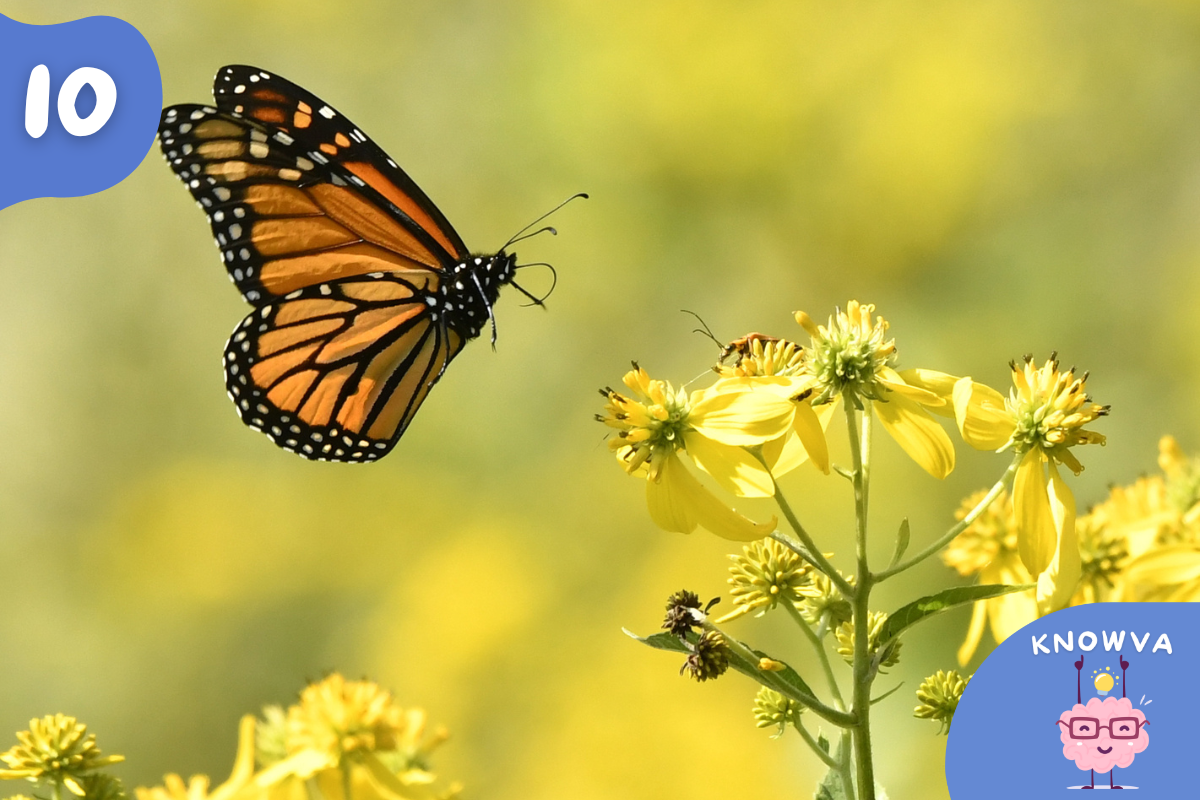 An orange butterfly landing on a yellow flower.