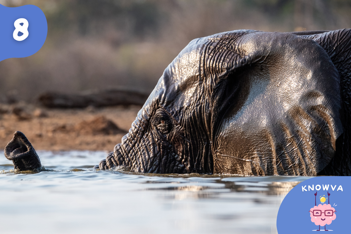 An elephant swimming with only its trunk above the water like a snorkel.