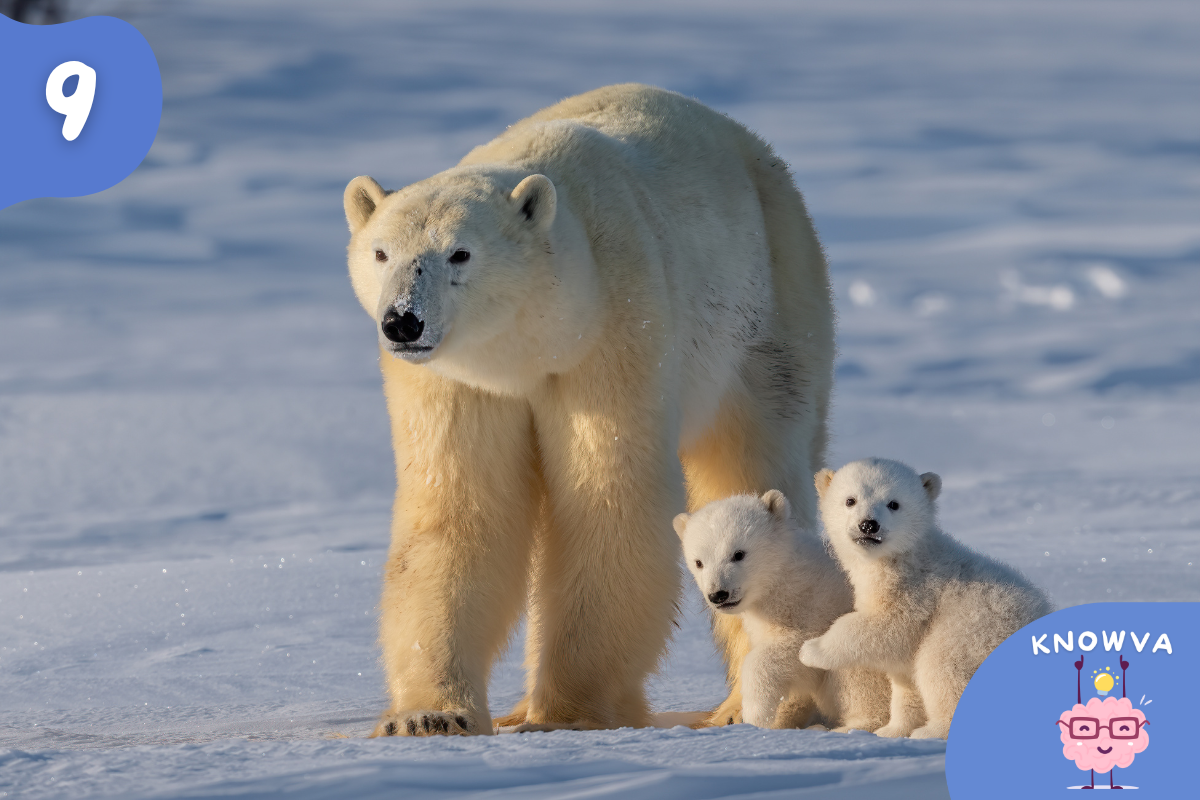 A polar bear walking across snow with two cubs beside it in the Arctic.