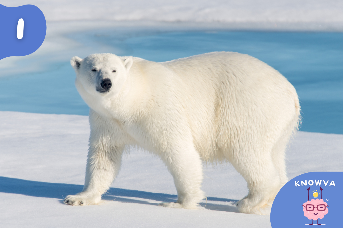 1 - Picture of a Polar Bear