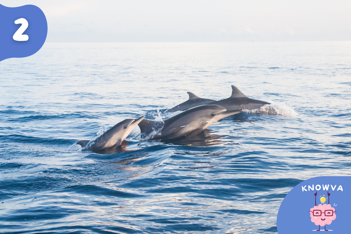 2 - Picture of four Dolphins