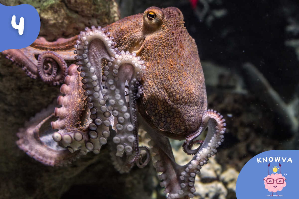 A close up picture of an octopus, it's dark orange-y brown.