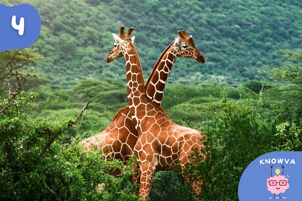 4 - Picture of two giraffes