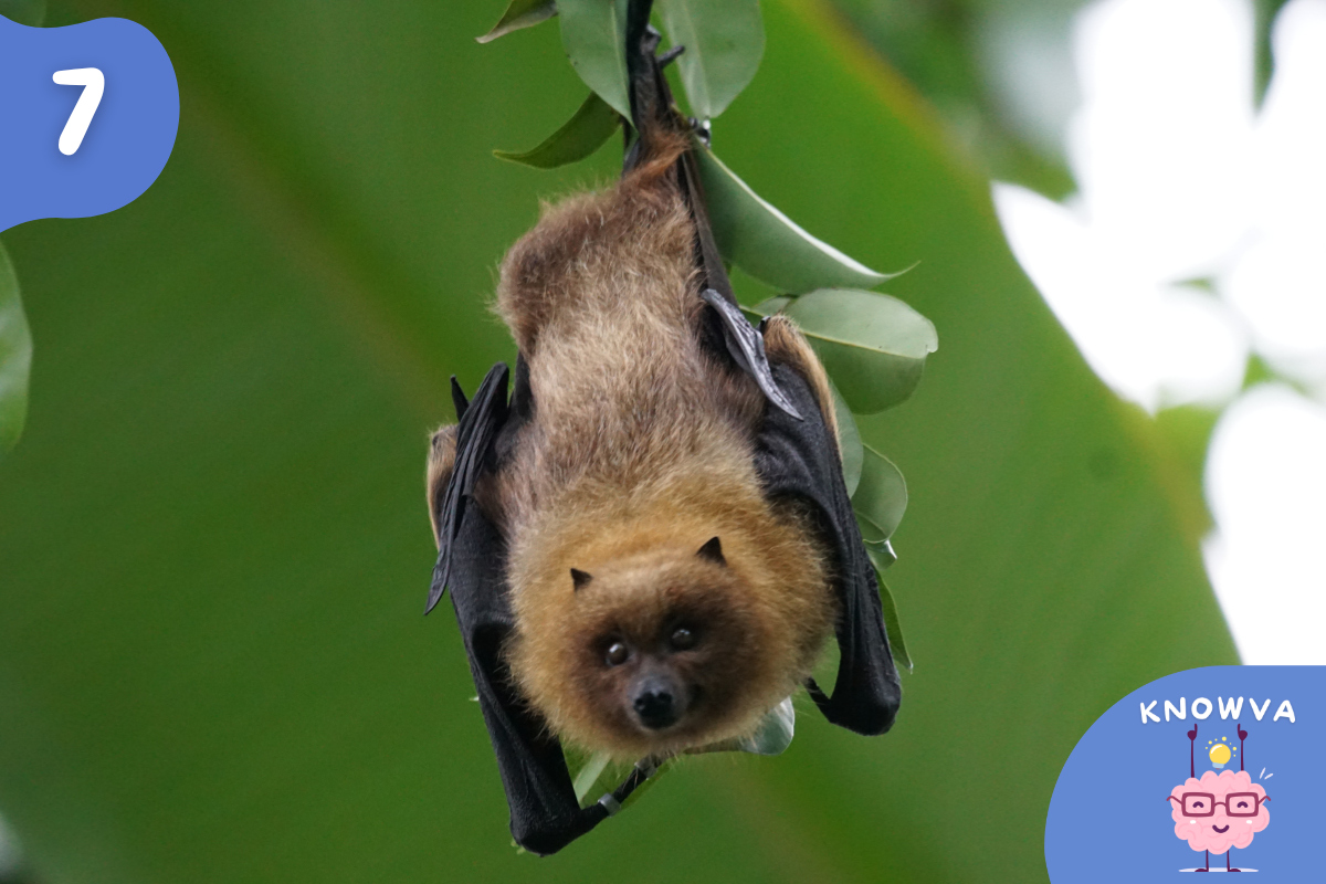 A bat hanging upside down from a tree branch with wings folded around its body.