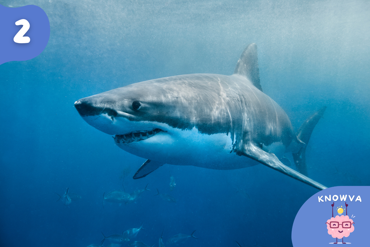 An underwater photograph of a shark.
