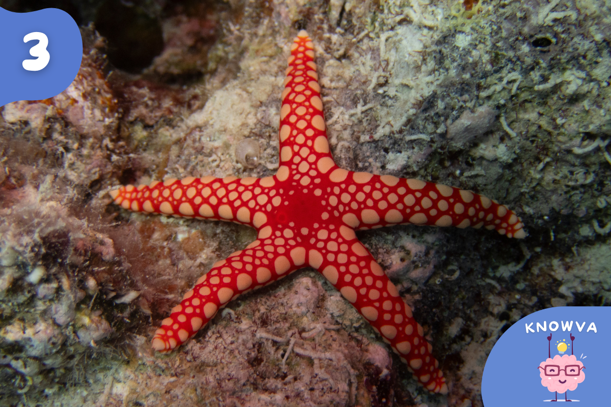 3 - Picture of a red starfish