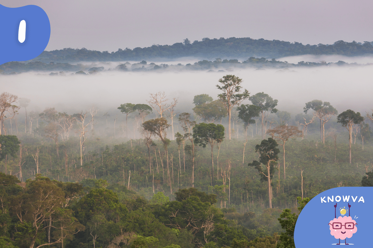 Long shot of the Amazon jungle with misty clouds above the canopy.