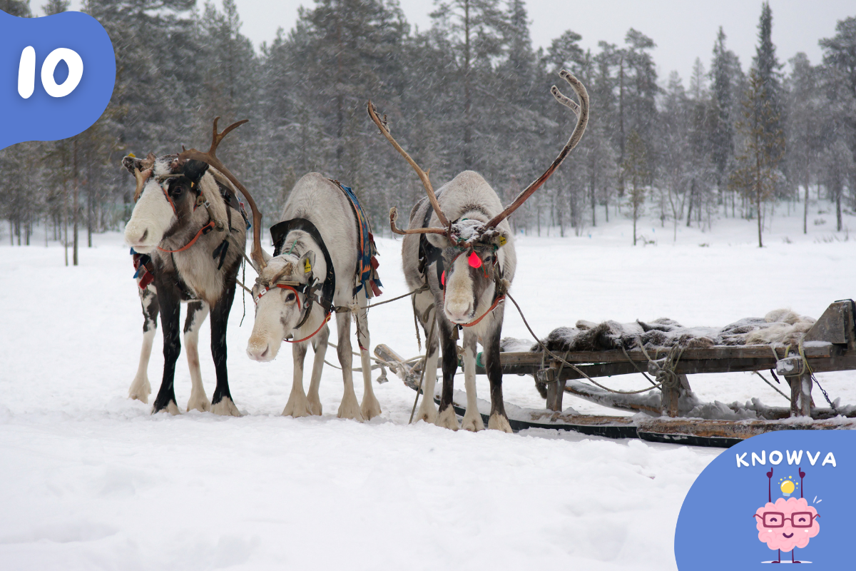 Reindeer with antlers pulling a wooden sled across a snowy forest landscape.