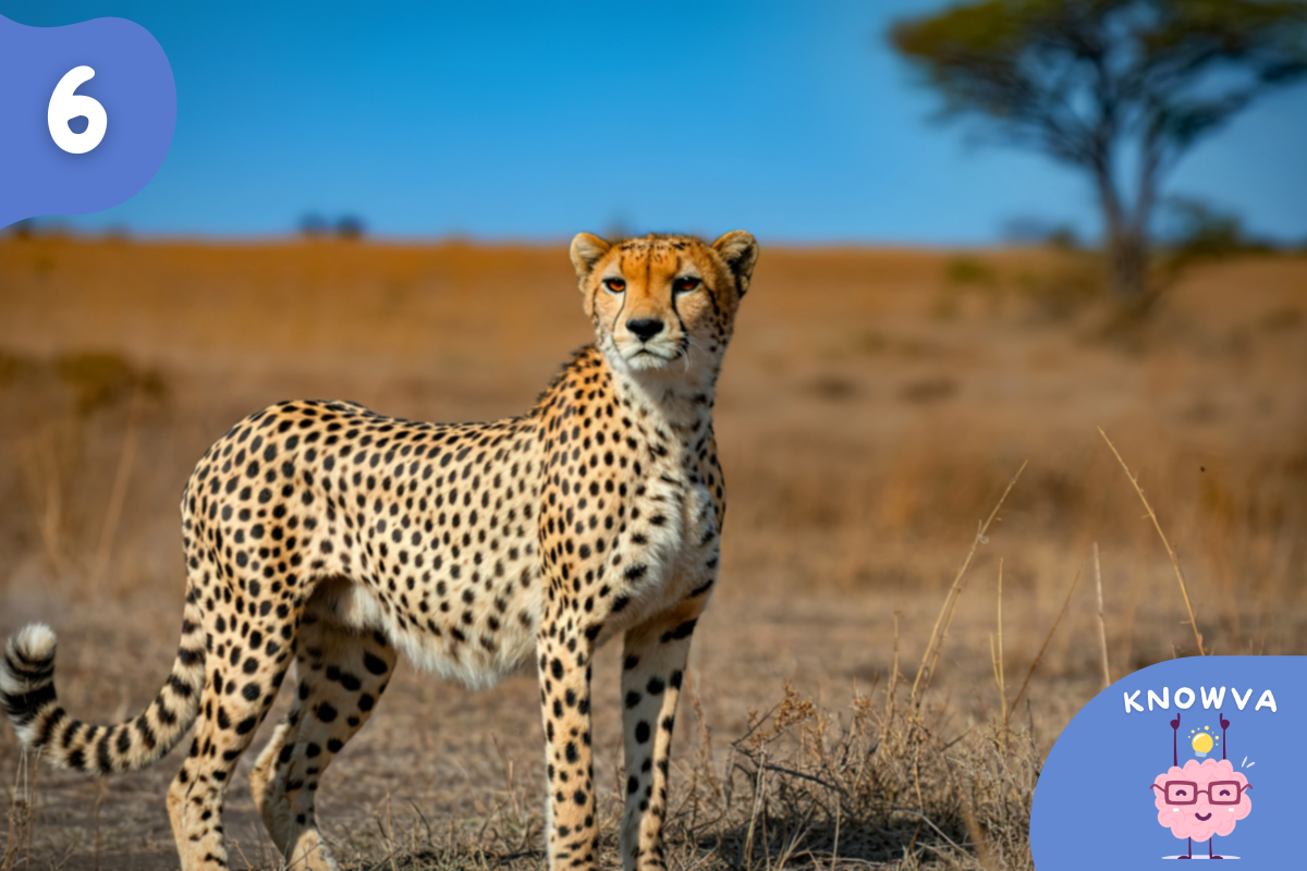 A cheetah in the wild savannah.