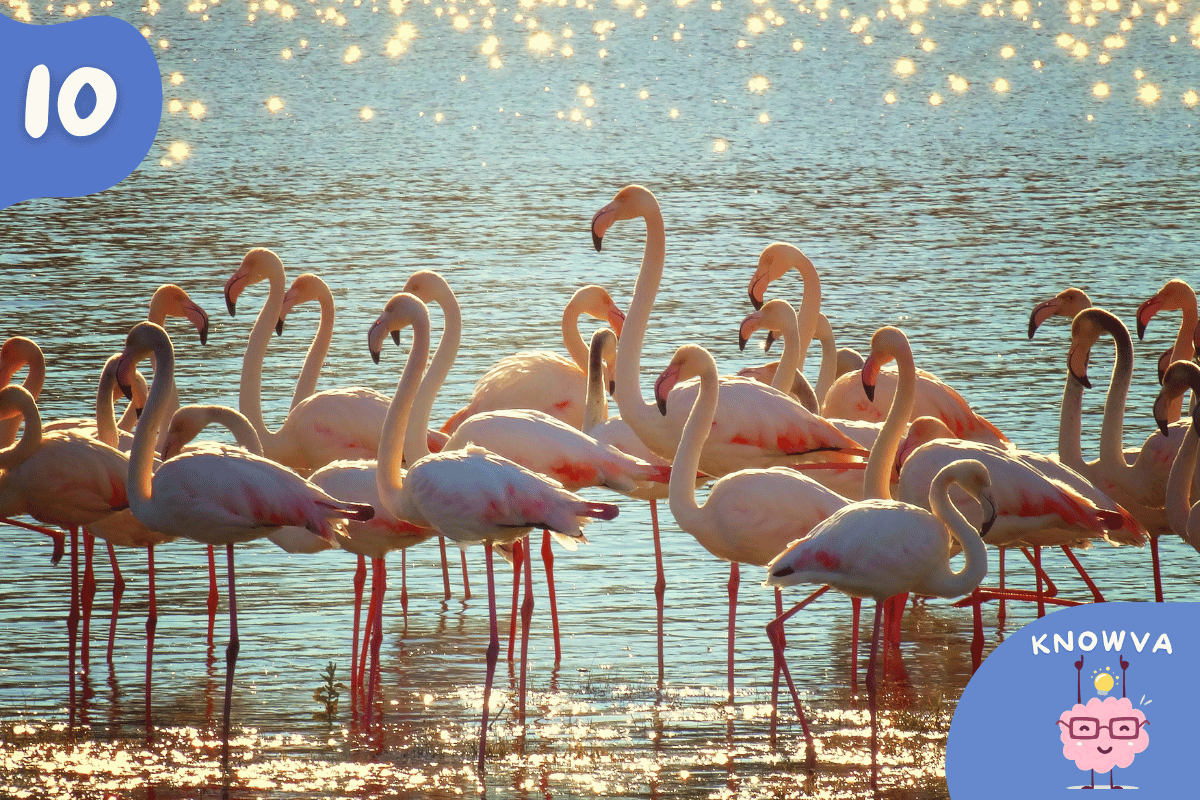 A group of Flamingos in water.