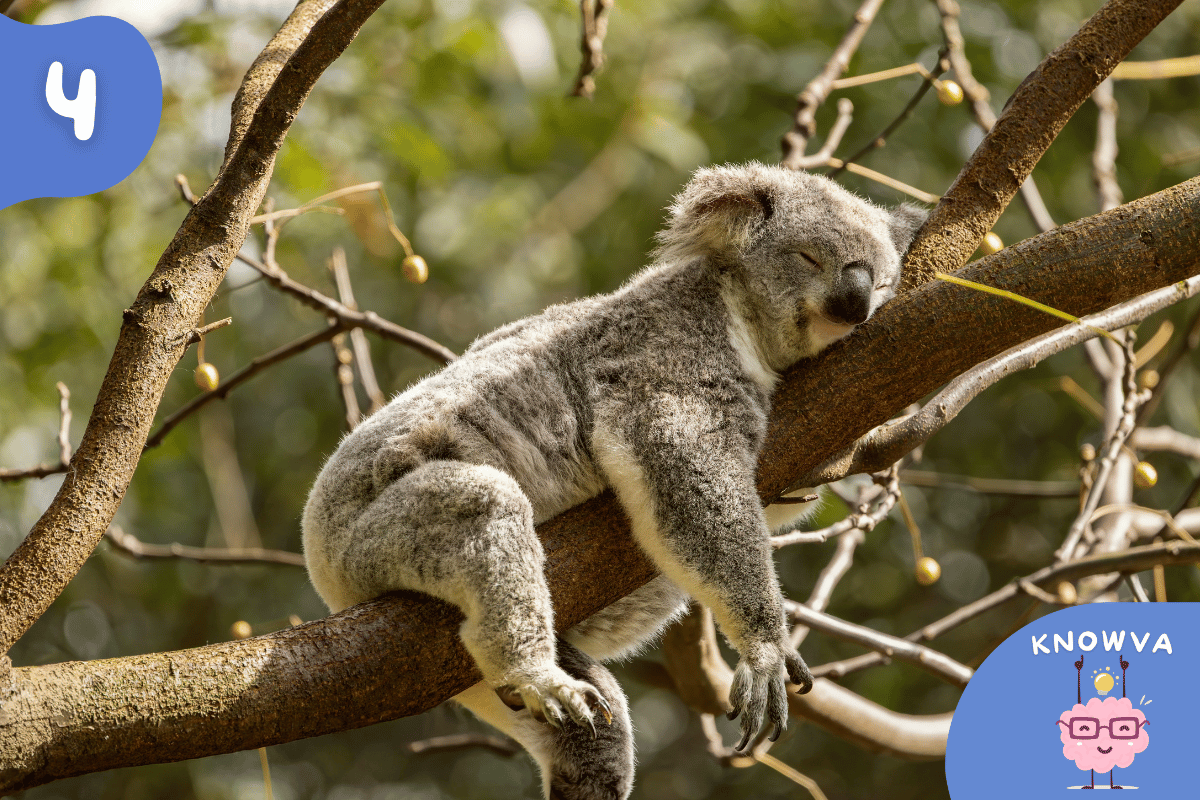 A koala sleeping on a tree branch.