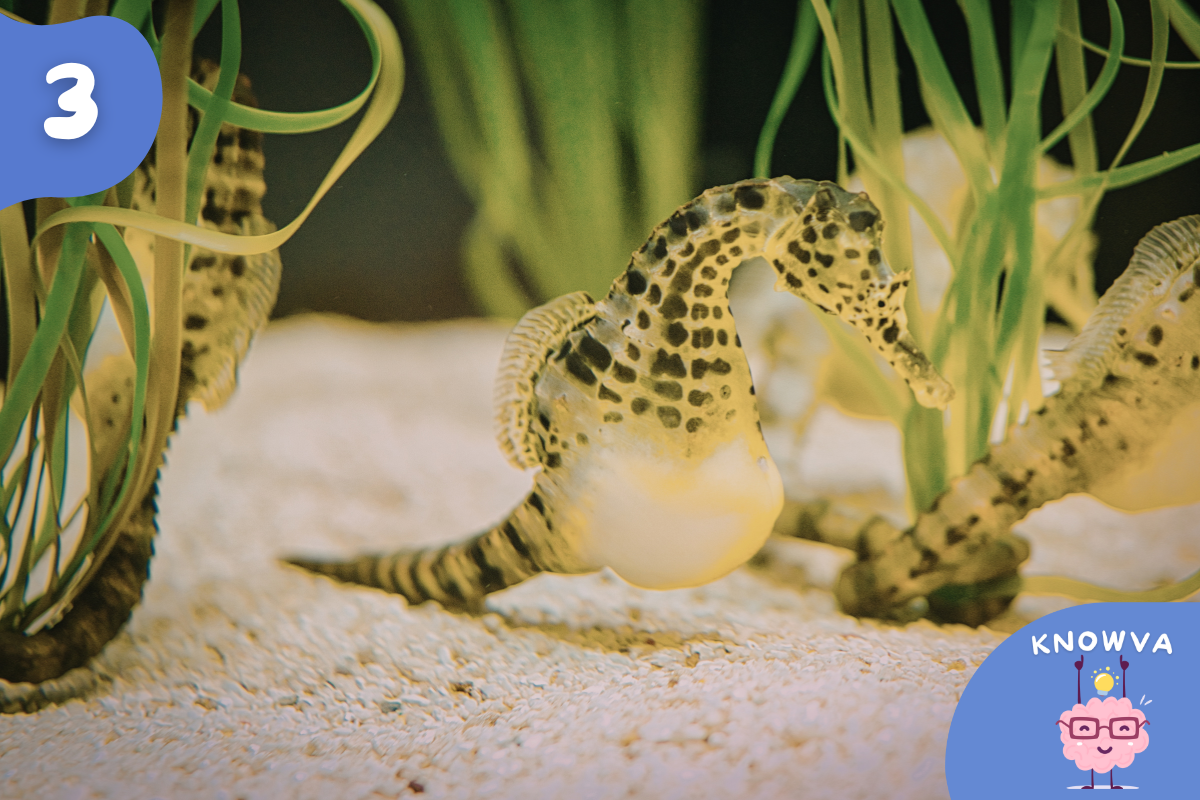 A seahorse swimming among green sea plants with a rounded belly carrying babies.