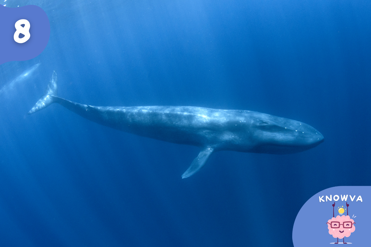 An underwater photograph of a blue whale.