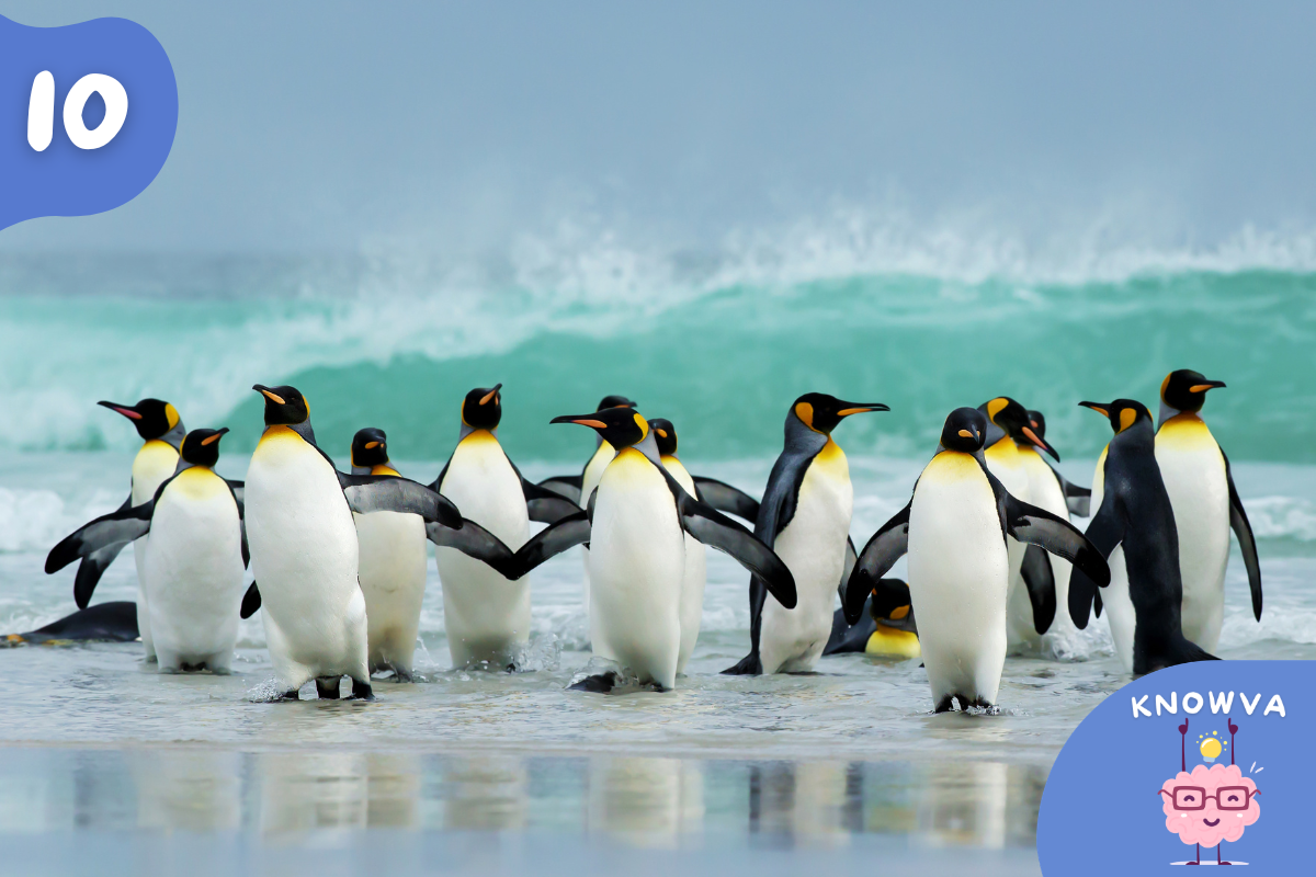 Group of penguins standing together on a beach near the sea