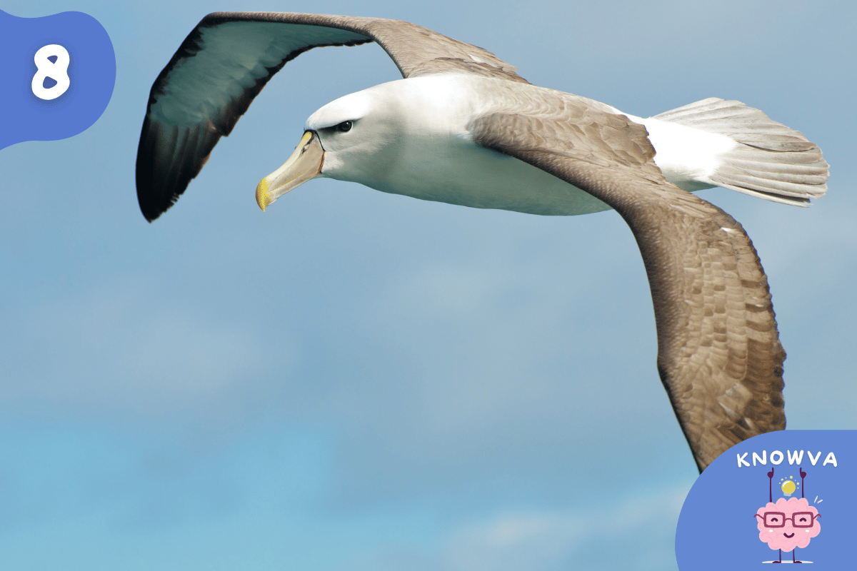 A close up of an albatross flying.