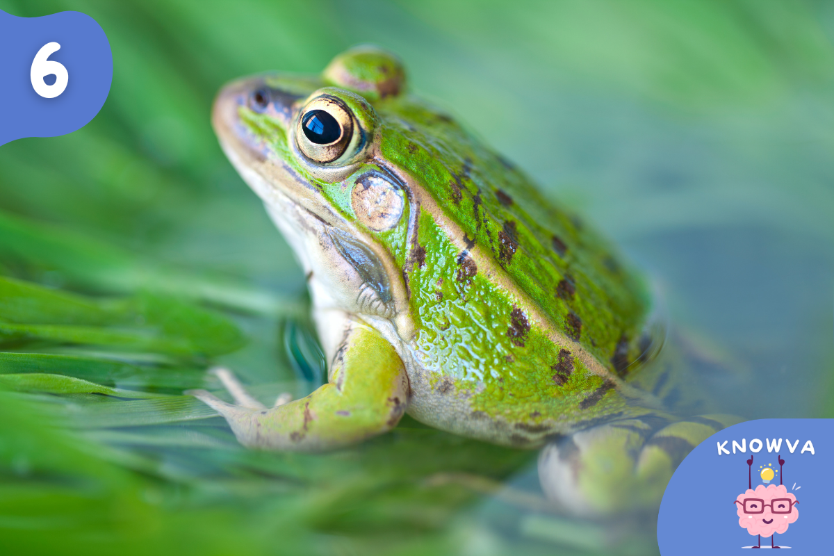 6 - Picture of a frog in water