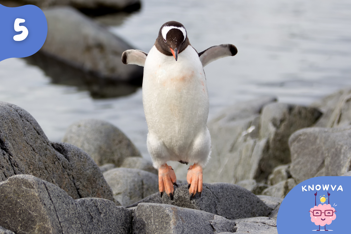 A small penguin leaping over boulders on a beach.