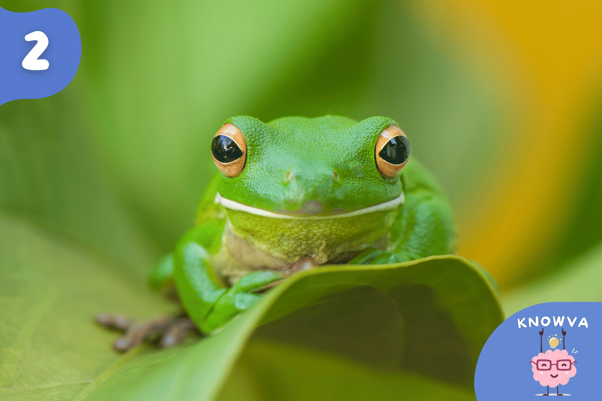 Close up of a green frog on a leaf.