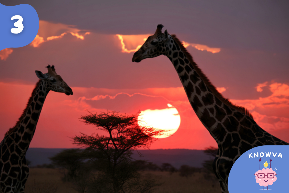 Two giraffes standing against a sunset sky in Africa