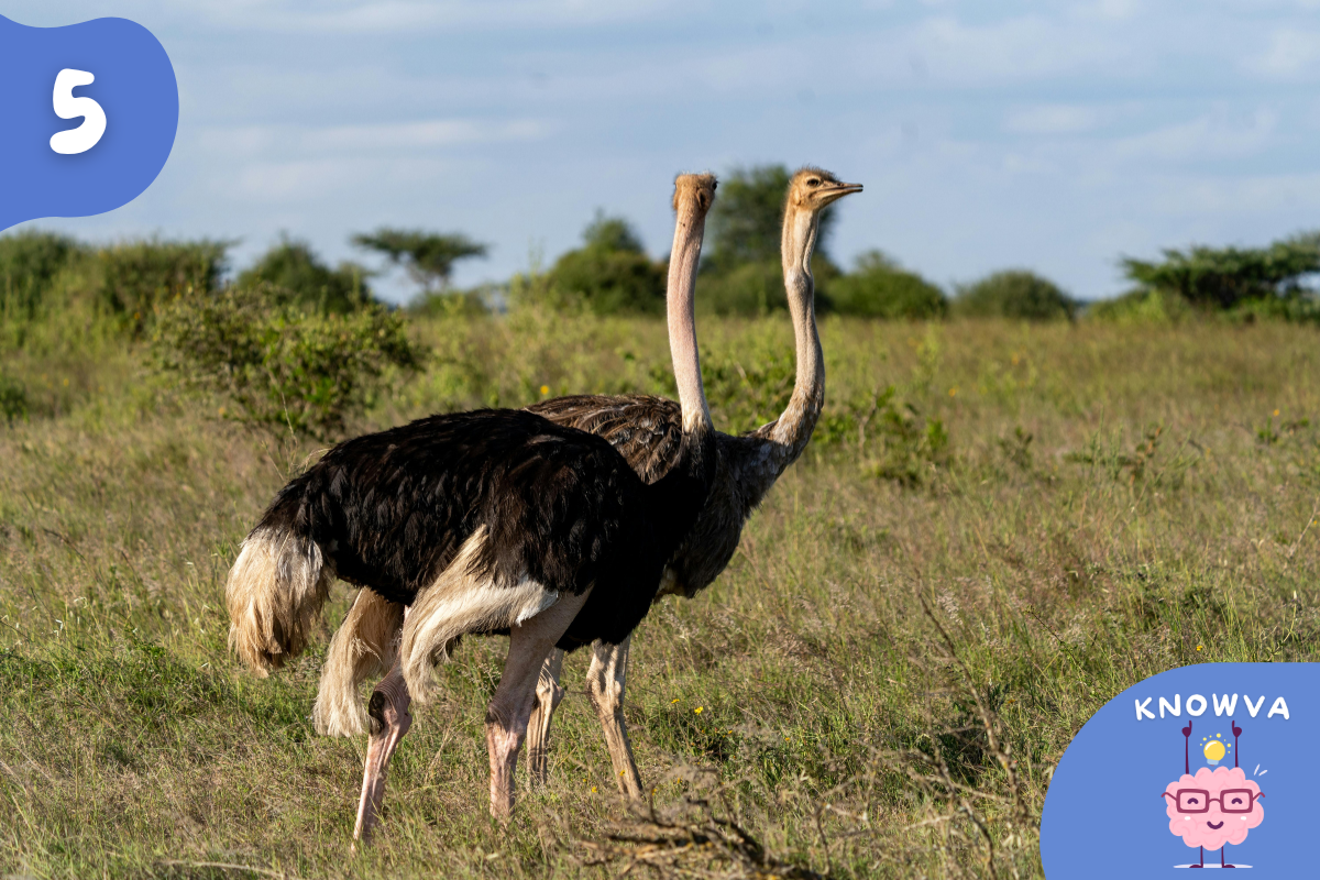 5 - Picture of two ostriches