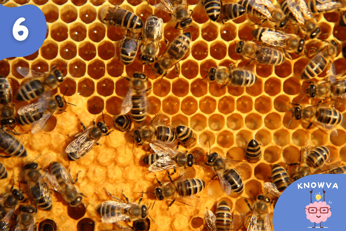 Close up of bees on honeycomb.