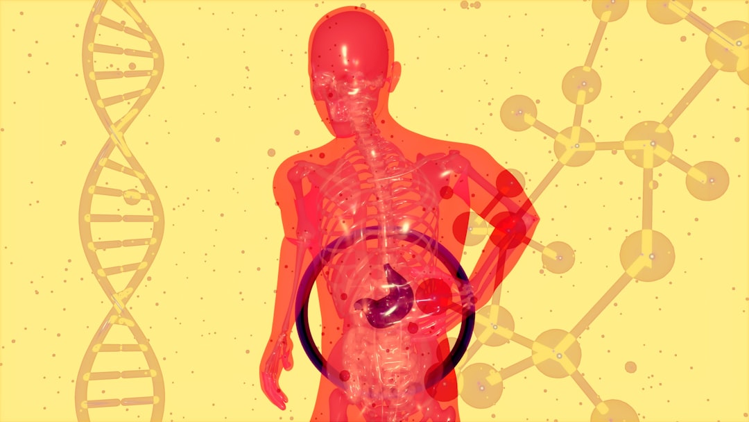 Liver function and belly fat